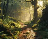 Découverte du bois de Montmaur : histoire, faune et flore pour une immersion nature