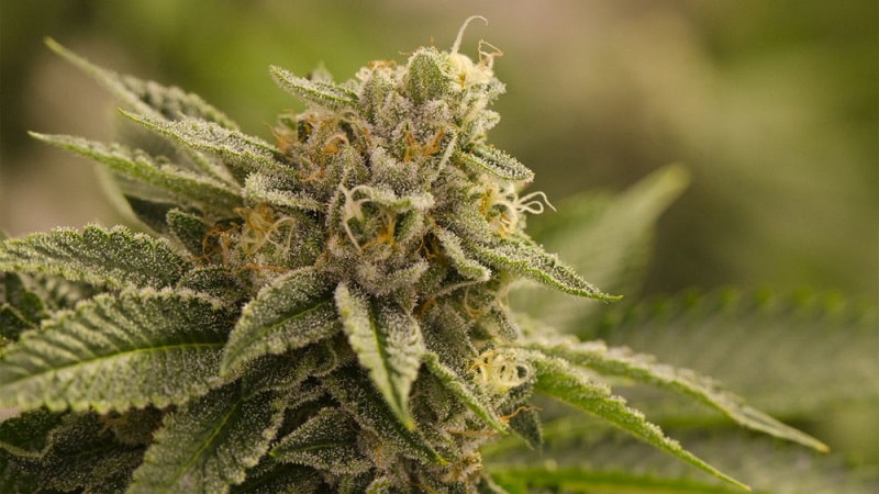 À quoi sert l’OG Kush