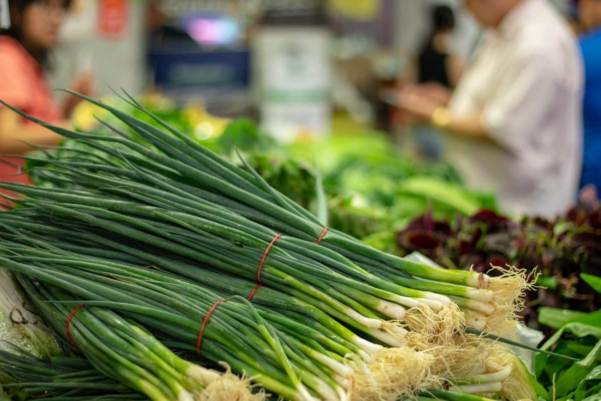 Comment cuisiner des oignons cébettes pour un repas délicieux