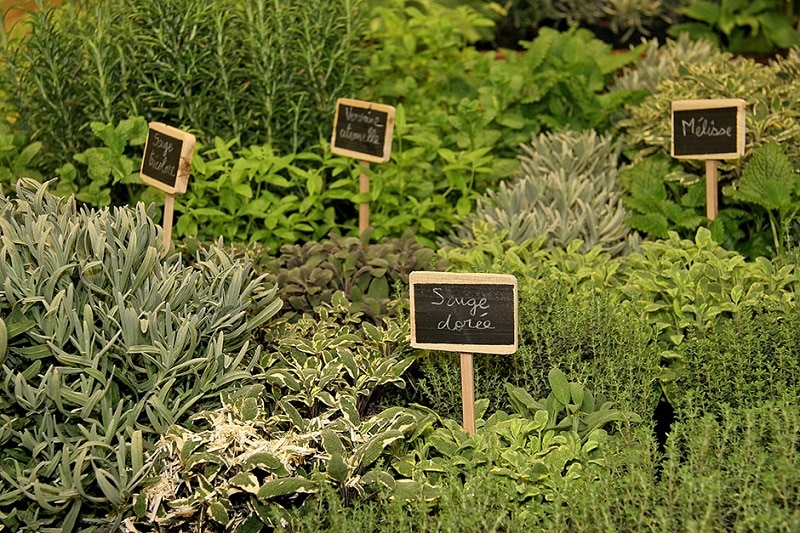 Quand planter des herbes aromatiques