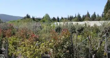 acheter un arbre sur Aubagne