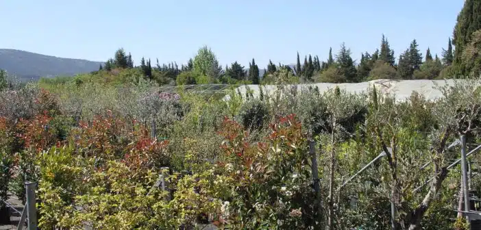 acheter un arbre sur Aubagne