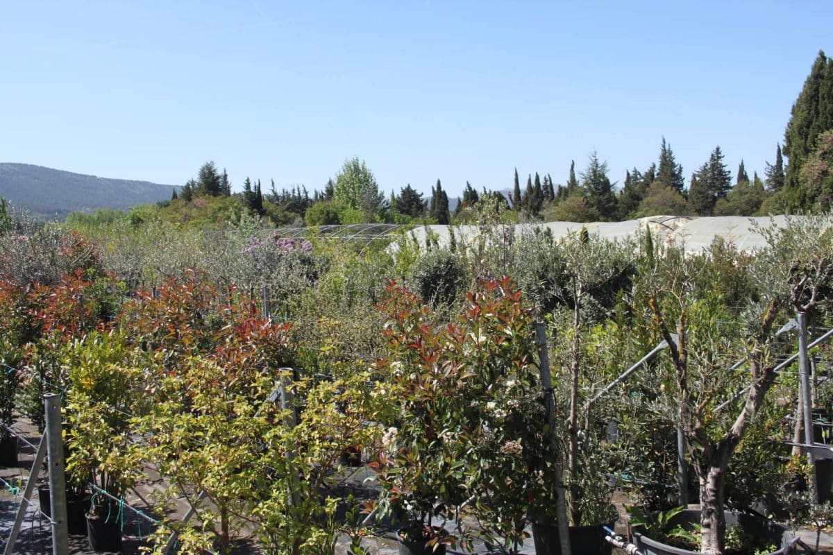 Acheter un arbre sur Aubagne : où aller pour le faire