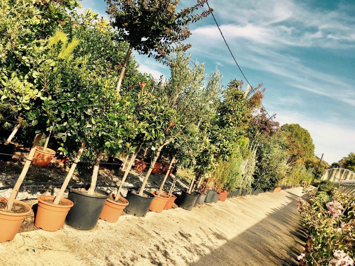 acheter un arbre sur Aubagne