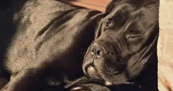 Un Cane Corso en plein dodo