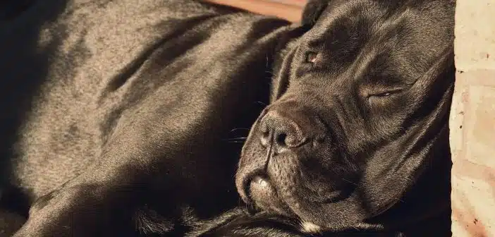 Un Cane Corso en plein dodo