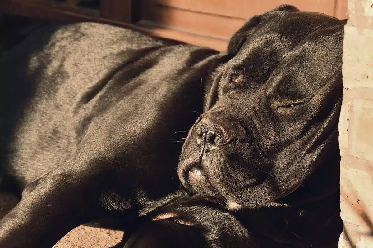 Un Cane Corso en plein dodo
