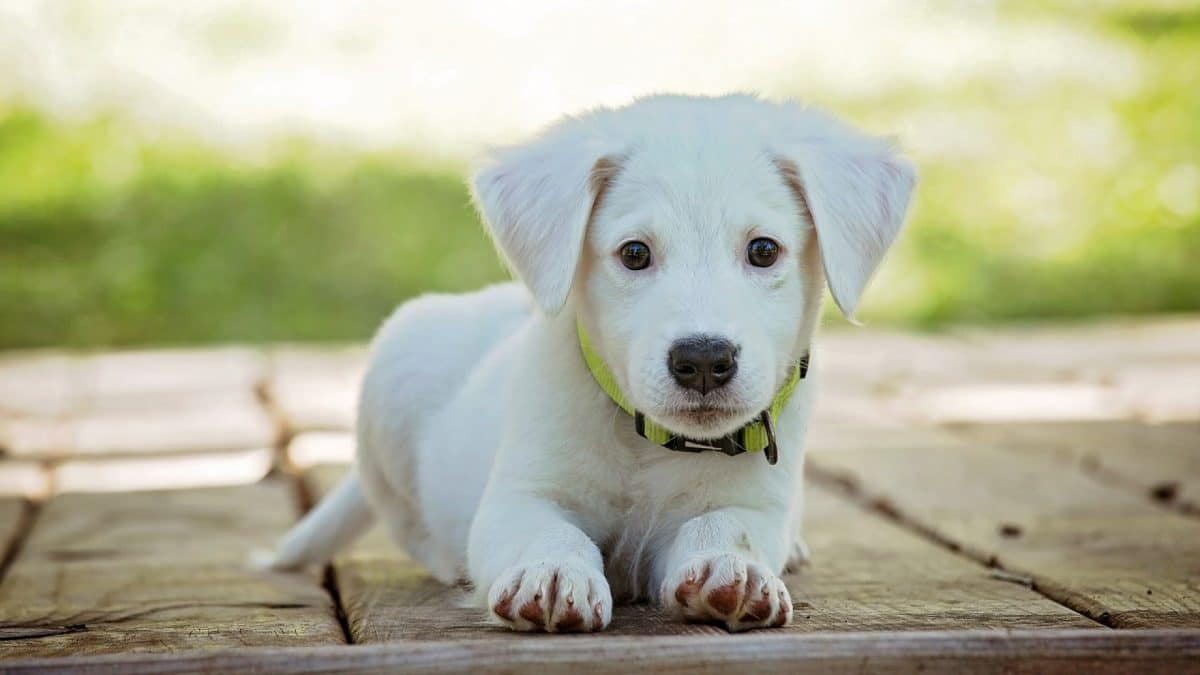 Découvrez tout sur les animaux grâce à un blog dédié...