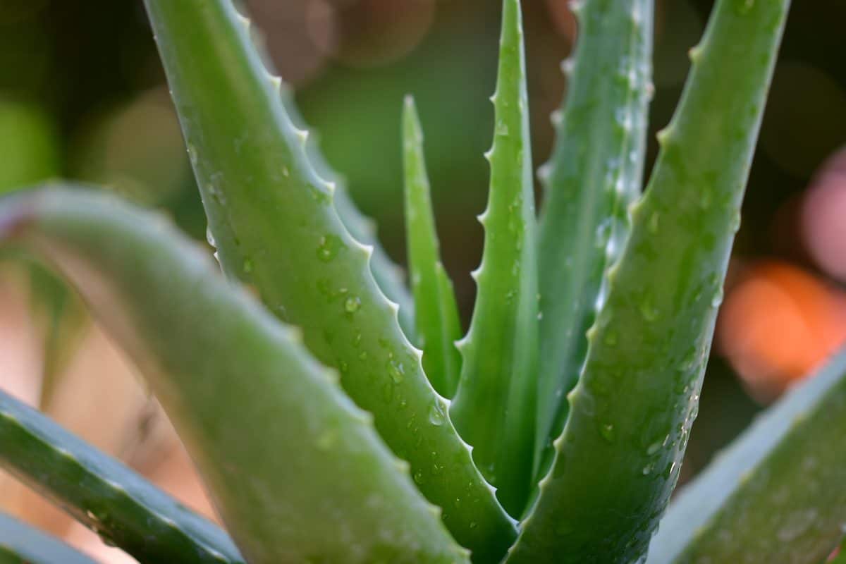 Comment prendre soin de son aloe vera : conseils et astuces