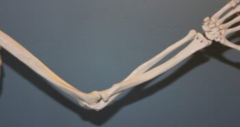 Emplacement de l’Humérus, Radius et Cubitus