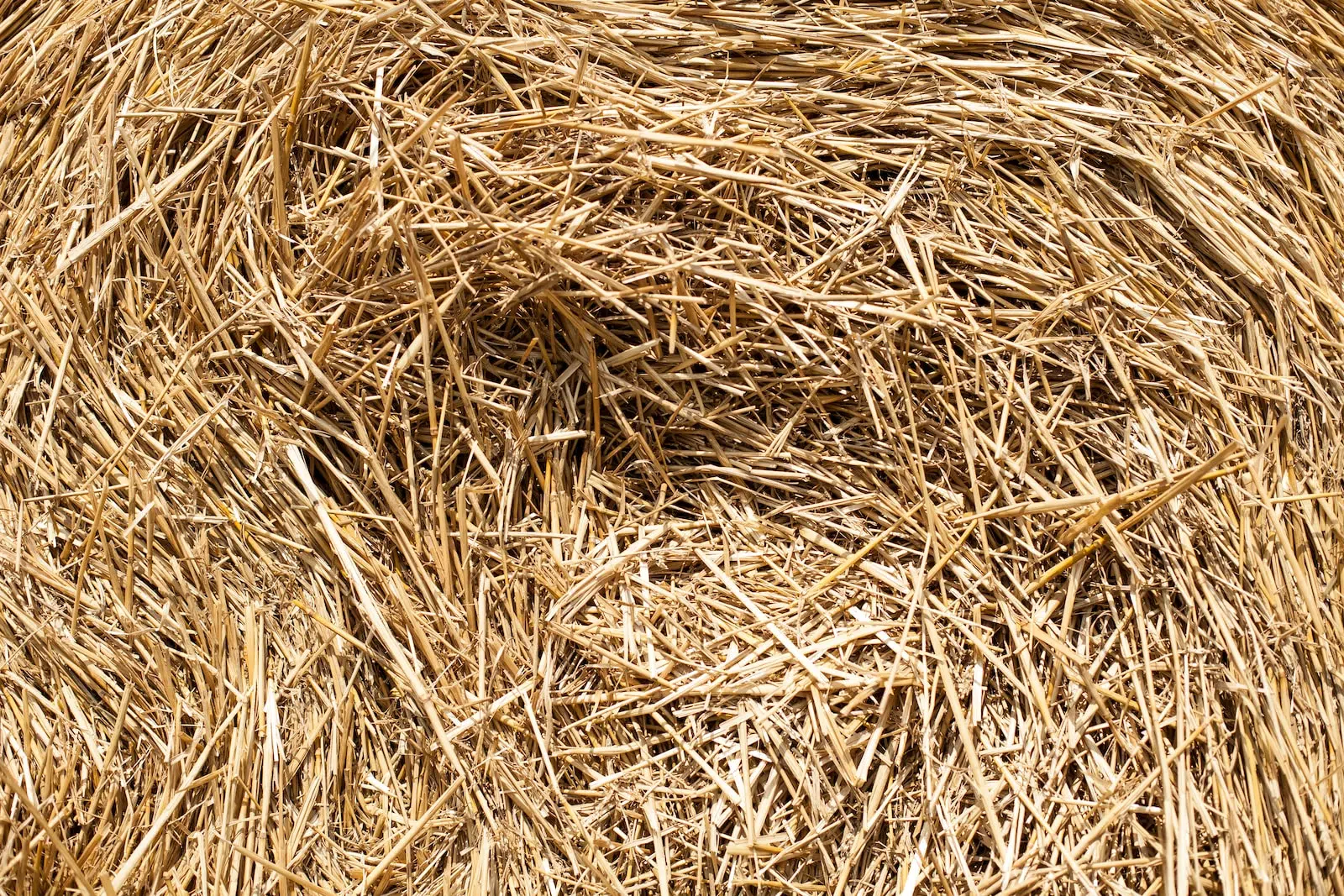 brown dried grass during daytime