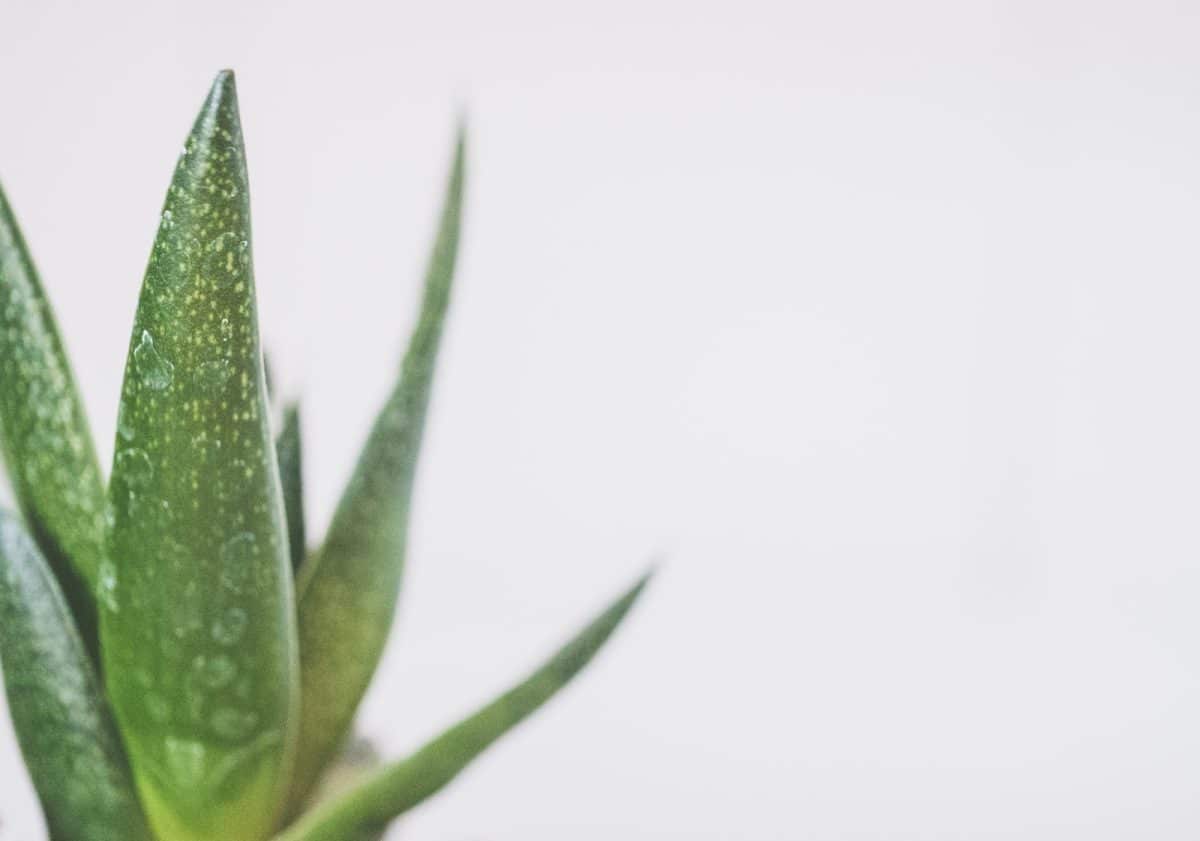 aloe vera plant
